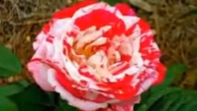 Nice flower/new collection/varieties смотреть онлайн