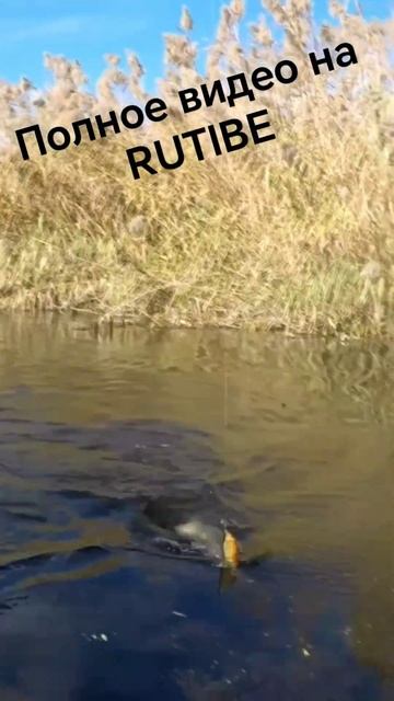 Звуки много, не знаю, что с не делать! #рыболовная #fishing #рыбалка #щука #спиннинг #лодка