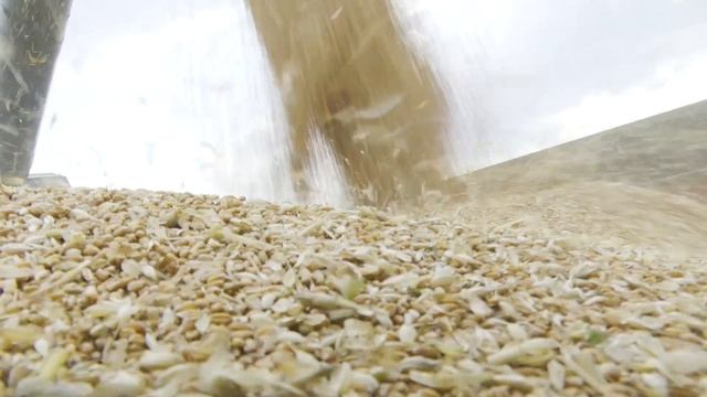 На полях Заинского района идет уборка зерновых