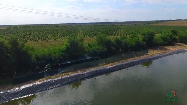 Выращивание фундука на Юге Украины - компания 