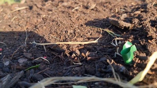 Can I Plant citrus in clay soil? смотреть онлайн