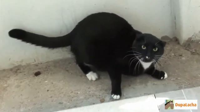 Интересное видео с котами смотреть онлайн
