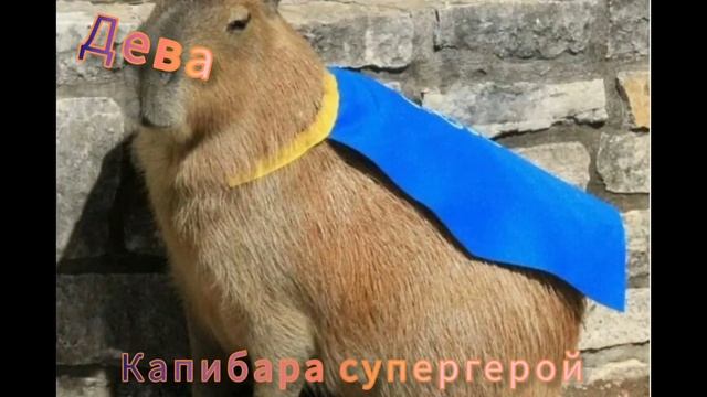 Какая ты капибара по знаку Зодиака смотреть онлайн