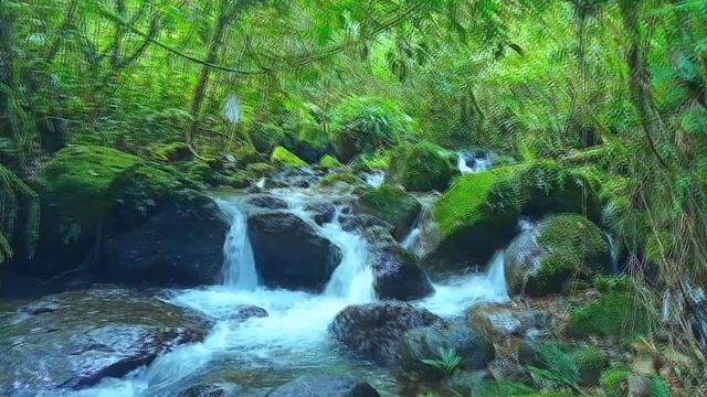 Relaxing River Sounds And Beautiful Green Forest (Relaxation,Meditation,ASMR)