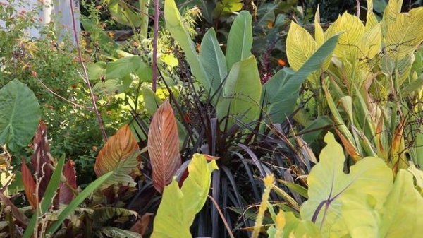 Jungle Garden Tour 🌴🌺 🌸 / Colorful Gardener 🌿😊