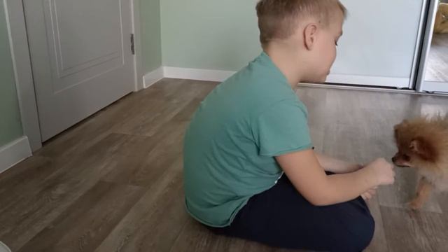 дрессировка щпица смотреть онлайн