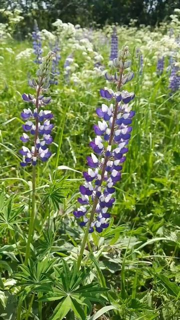 Цветение люпинов в полях #цветы #природа #растения #релакс #красиво #люпин #эстетика #расслабление смотреть онлайн