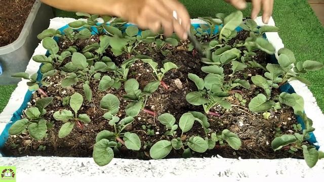 Growing colored radishes in foam containers | What a surprise to water with this смотреть онлайн