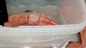 ГОРБУША ХОЛОДНОГО КОПЧЕНИЯ ""в электростатике москит"" ,ТЕХПРОЦЕСС 7 ЧАСОВ