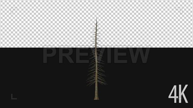Tree Growing On Alpha Stock Motion Graphics смотреть онлайн