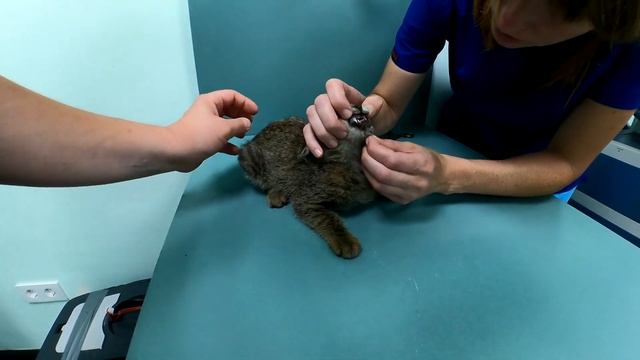 Спасение котенка со сломанной лапой! смотреть онлайн