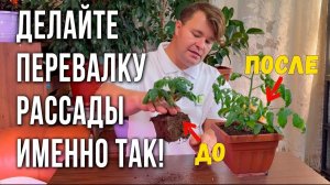 Комнатные томаты. Выращивание на подоконнике. Перевалка рассады томатов.
