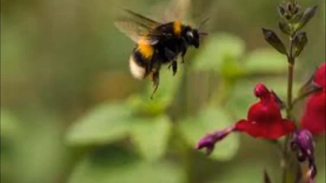 Flight Of The Bumble Bee, Tim Allan, Tenor Banjo смотреть онлайн