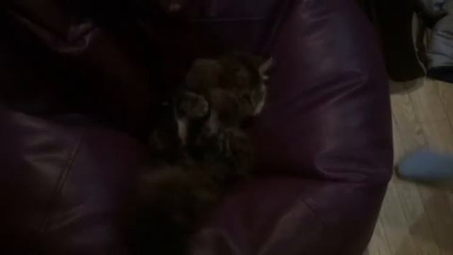 Epic Fight! l Кот vs хвост смотреть онлайн