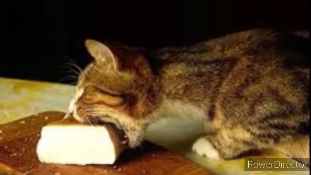 Любимчику, любителю сала.