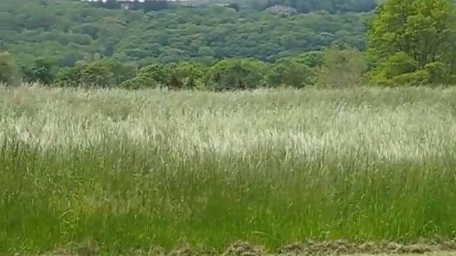 Rosemont wind in crop grass first half смотреть онлайн
