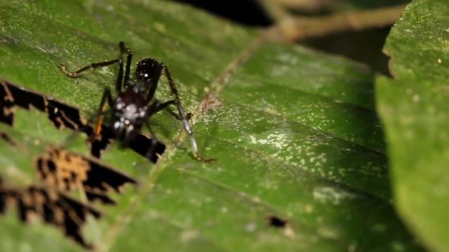 bullet ant or conga ant paraponera clavata one of the largest ants has a very painful sting worker смотреть онлайн
