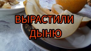 Как вырастить дыню в теплице
