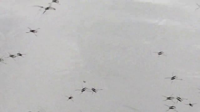 Водомерки. смотреть онлайн