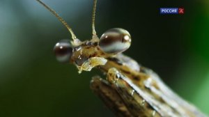 Брачная игра 3 серия «Джунгли. В густых зарослях» (документальный сериал, 2021)