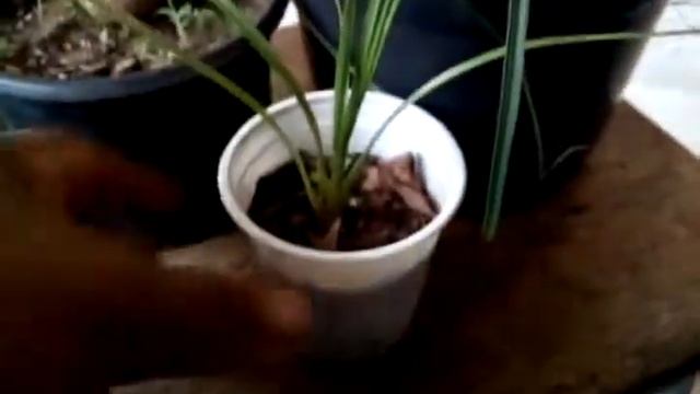 PATA DE ELEFANTE OU NOLINA, VOCÊ CONHECE ESSA PLANTA? смотреть онлайн