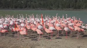 Названия и звуки  животных. Изучаем домашних животных корову, лошадь, утку. Животные из зоопарков -