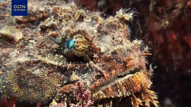 Как выбирает место для откладки икры Тихоокеанская волосатка (Sea raven) — Hemitripterus villosus ? смотреть онлайн