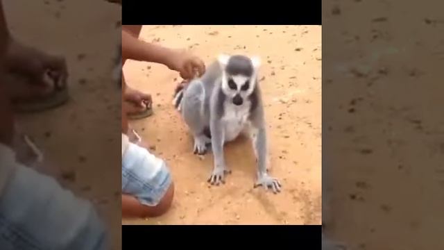 Даже животные любят когда их чешат. смотреть онлайн