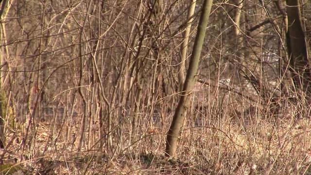 2 Rally SKARS Tarmac Masters 2018 - Mariusz Sobczak / Bartek Koprowski - Opel Kadett GSi смотреть онлайн