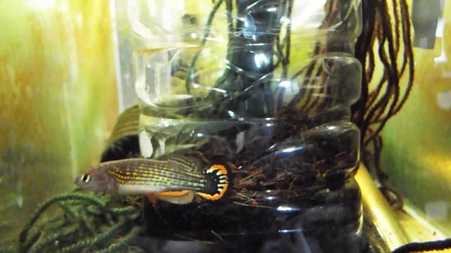 Neofundulus splendidus "Rio Quimome BPBV 2014-4" смотреть онлайн