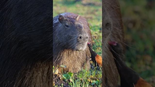 The Capybara Song Official Music Video 🎶🎶 смотреть онлайн
