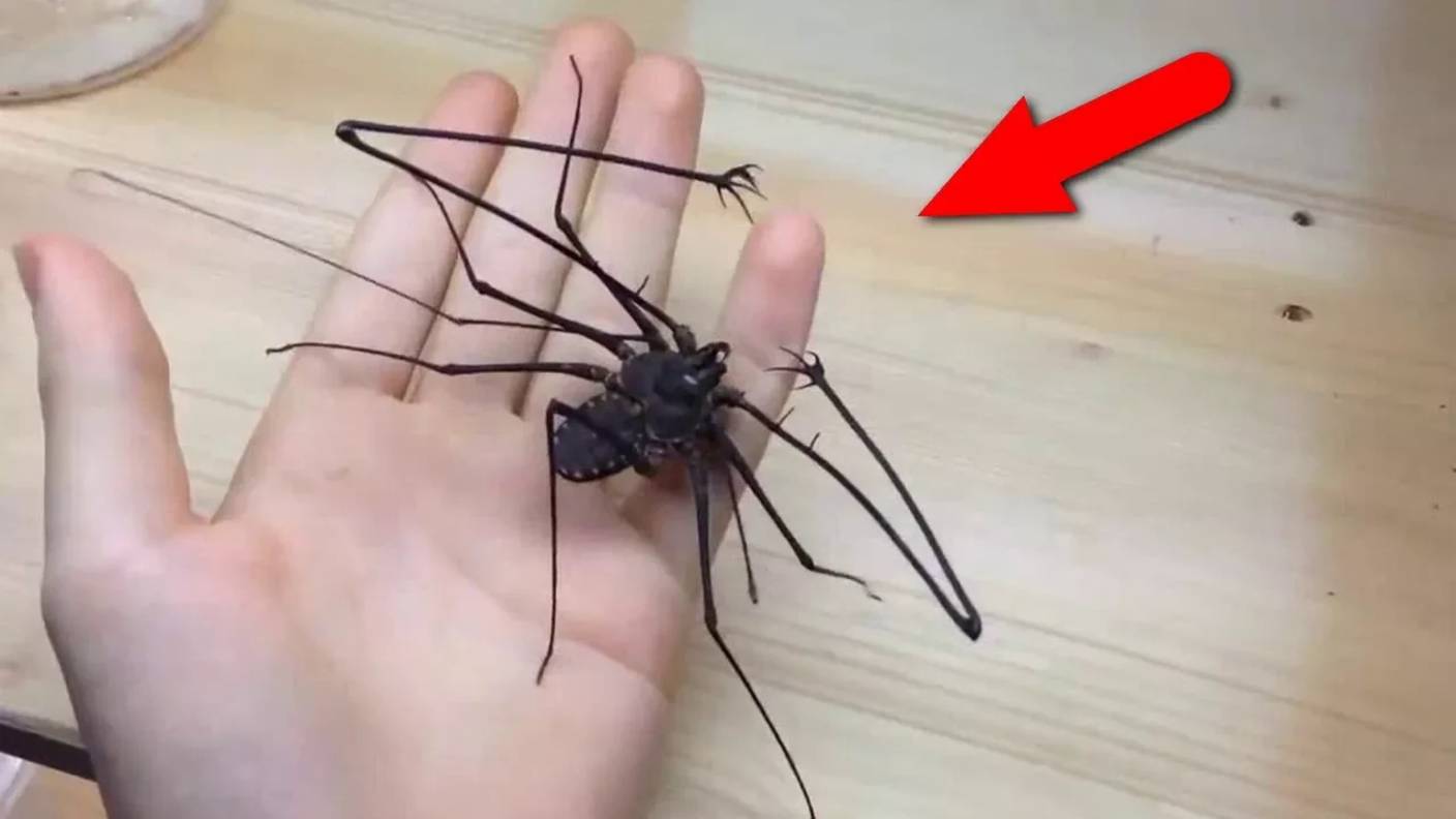 Самые странные и жуткие насекомые. С ними лучше не встречаться! смотреть онлайн