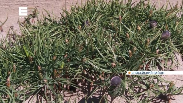 В Енисейском лесопитомнике готовят 800 тыс саженцев сосен и елей для отправки в Тыву смотреть онлайн