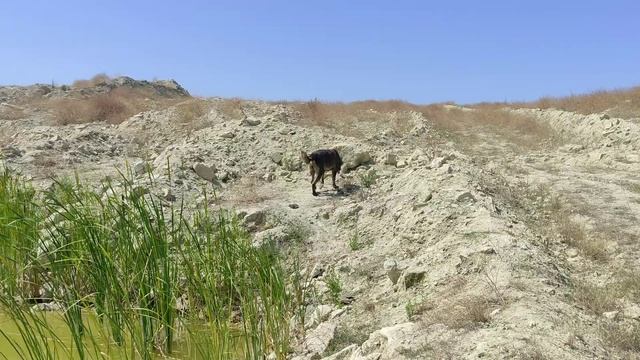 Спасение волкодавов от жары. Ширхан на пруду. смотреть онлайн