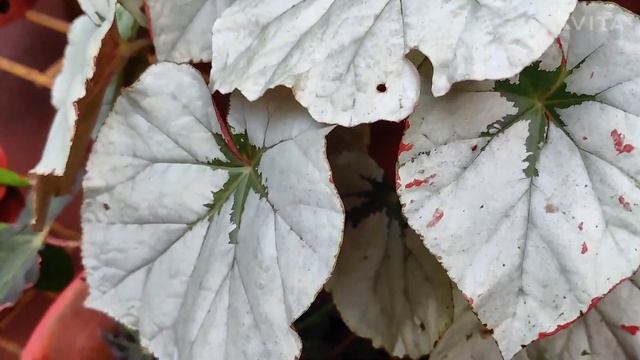 How to grow and care for begonias смотреть онлайн