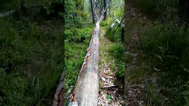 Бобёр смотреть онлайн