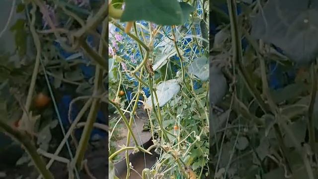 #4. В Октябре завершили сбор урожая томатов и огурцов.