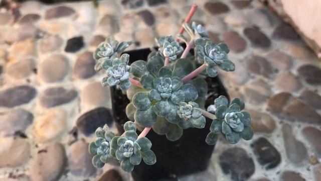 Sedum Cape Blanco Succulents of The Day | Leaf and Designs | Succulentas Y Mas | Succulenta del Dia смотреть онлайн