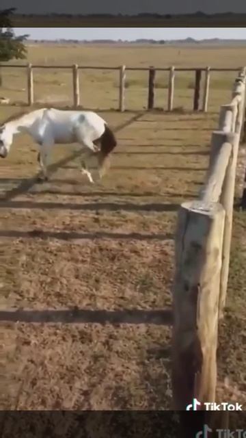 Петух и лошадь. Драки животных. смотреть онлайн