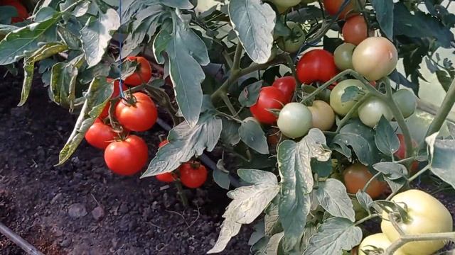 Томаты за 90 дней смотреть онлайн