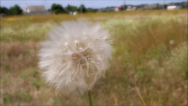 Söyle Bana Hindiba - Nurullah GENÇ смотреть онлайн