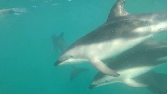 Dusky dolphins смотреть онлайн