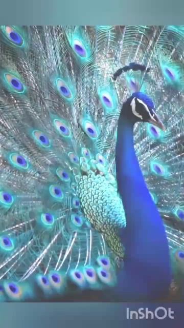Peacock 🦚🦚 смотреть онлайн
