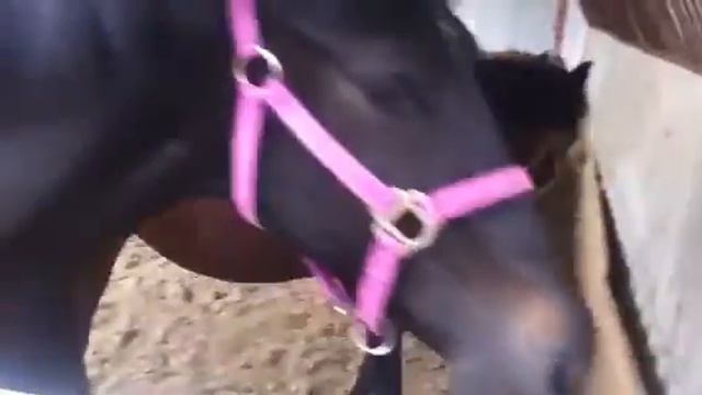 Karina horse ават смотреть онлайн