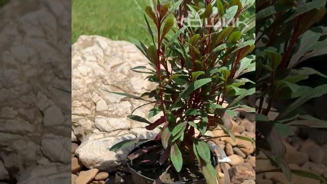 Гаура «Gambit Rose» #gaura #кашпо #гаура