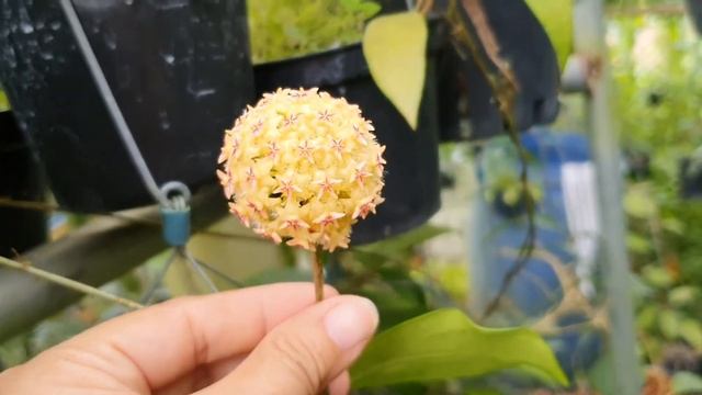 Hoya mindorensis yellow with red cái tên khá dài nhưng cực xinh смотреть онлайн