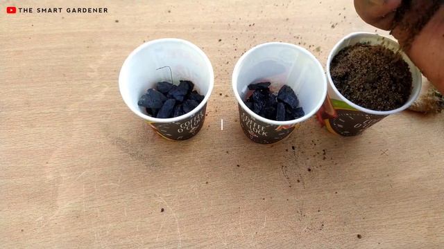 How to Grow Cactus from Cuttings | Cactus Propagation | The Smart Gardener смотреть онлайн