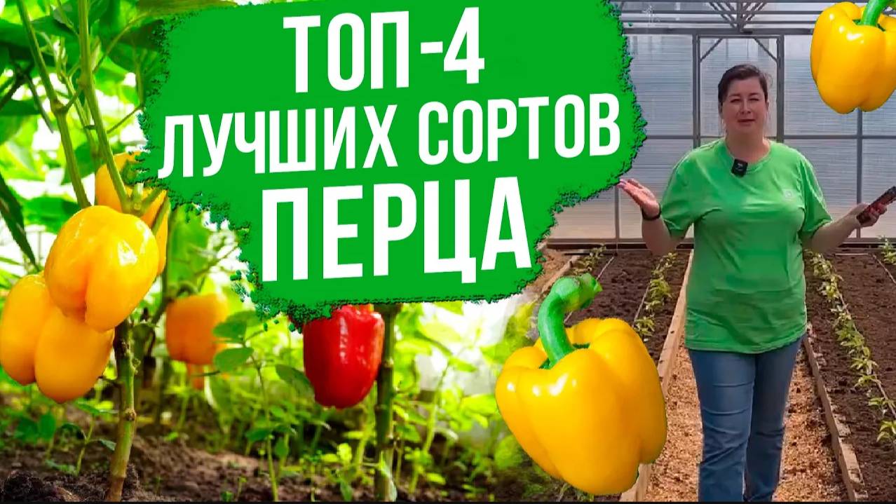 ТОП-4 лучших сортов сладкого перца. Сорта перца для фарширования и паприки.