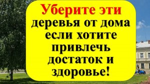Какие деревья не стоит сажать возле дома. Как это влияет на энергетику и отношения.
