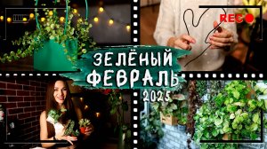 Мой [ЗЕЛЁНЫЙ ФЕВРАЛЬ] 2025⏭️Влог, фитостена, обзор магазина, новинки растений, пересадки, DIY